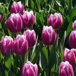 7 Tulipes Triomphe Synaeda blue - Le violet qui change tout