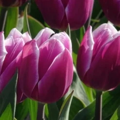 7 Tulipes Triomphe Synaeda blue - Le violet qui change tout
