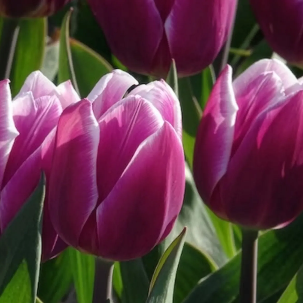 7 Tulipes Triomphe Synaeda blue - Le violet qui change tout