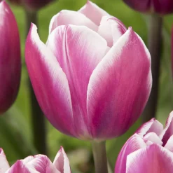 7 Tulipes Triomphe Synaeda blue - Le violet qui change tout