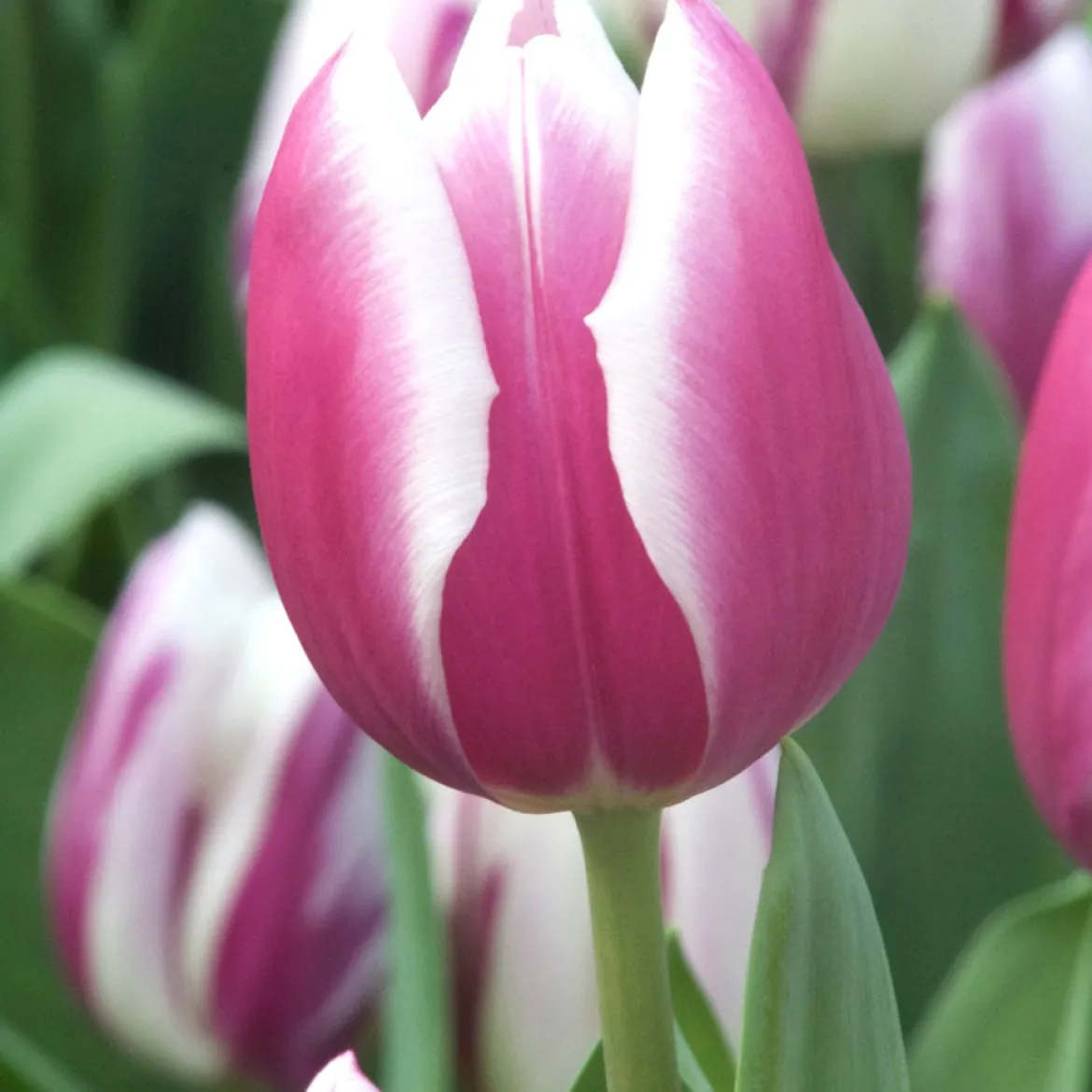 7 Tulipes Triomphe Synaeda blue - Le violet qui change tout