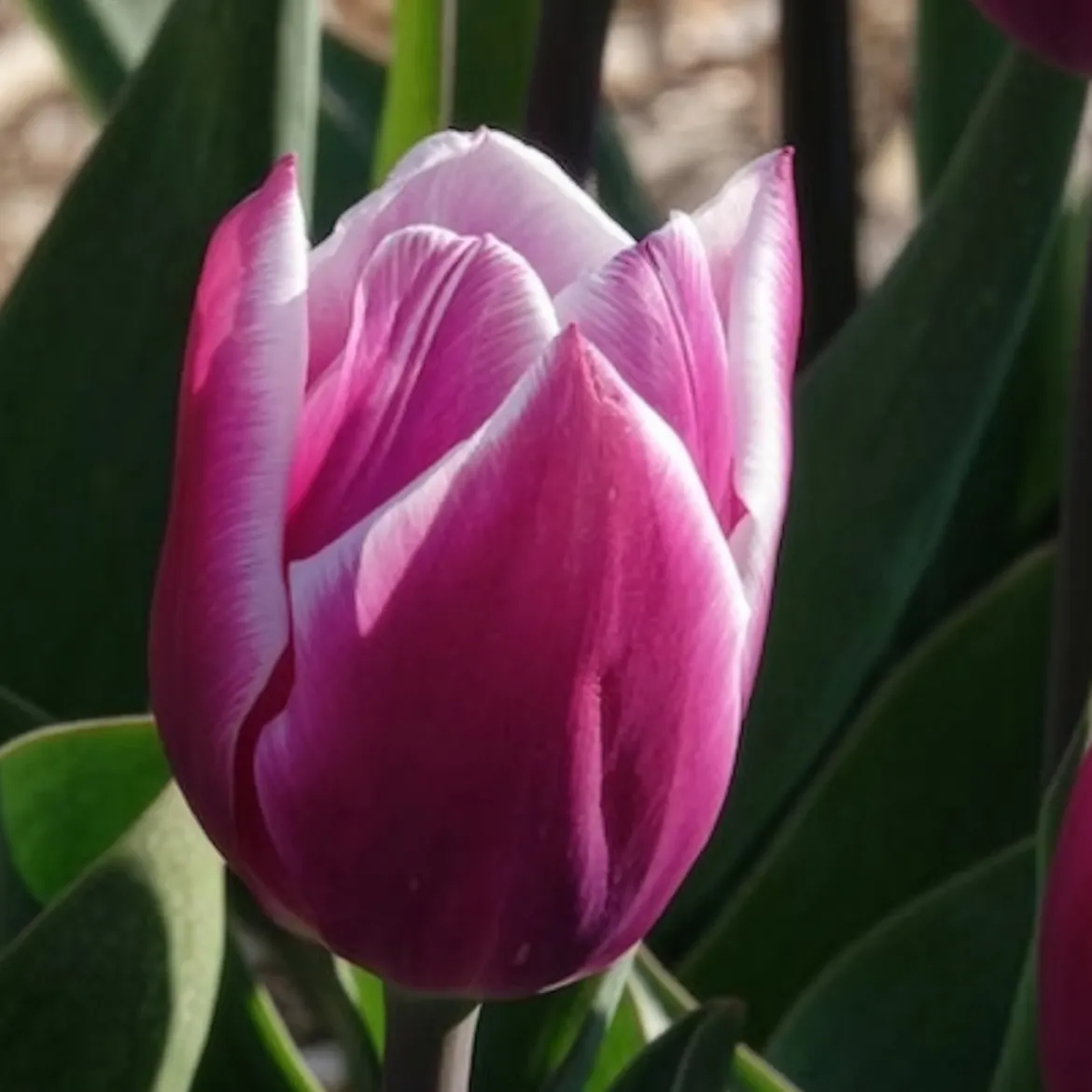 7 Tulipes Triomphe Synaeda blue - Le violet qui change tout