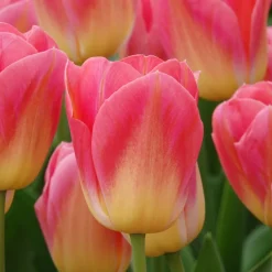 7 Tulipes Triomphe Tom Pouce - Un rose parfumé au jardin