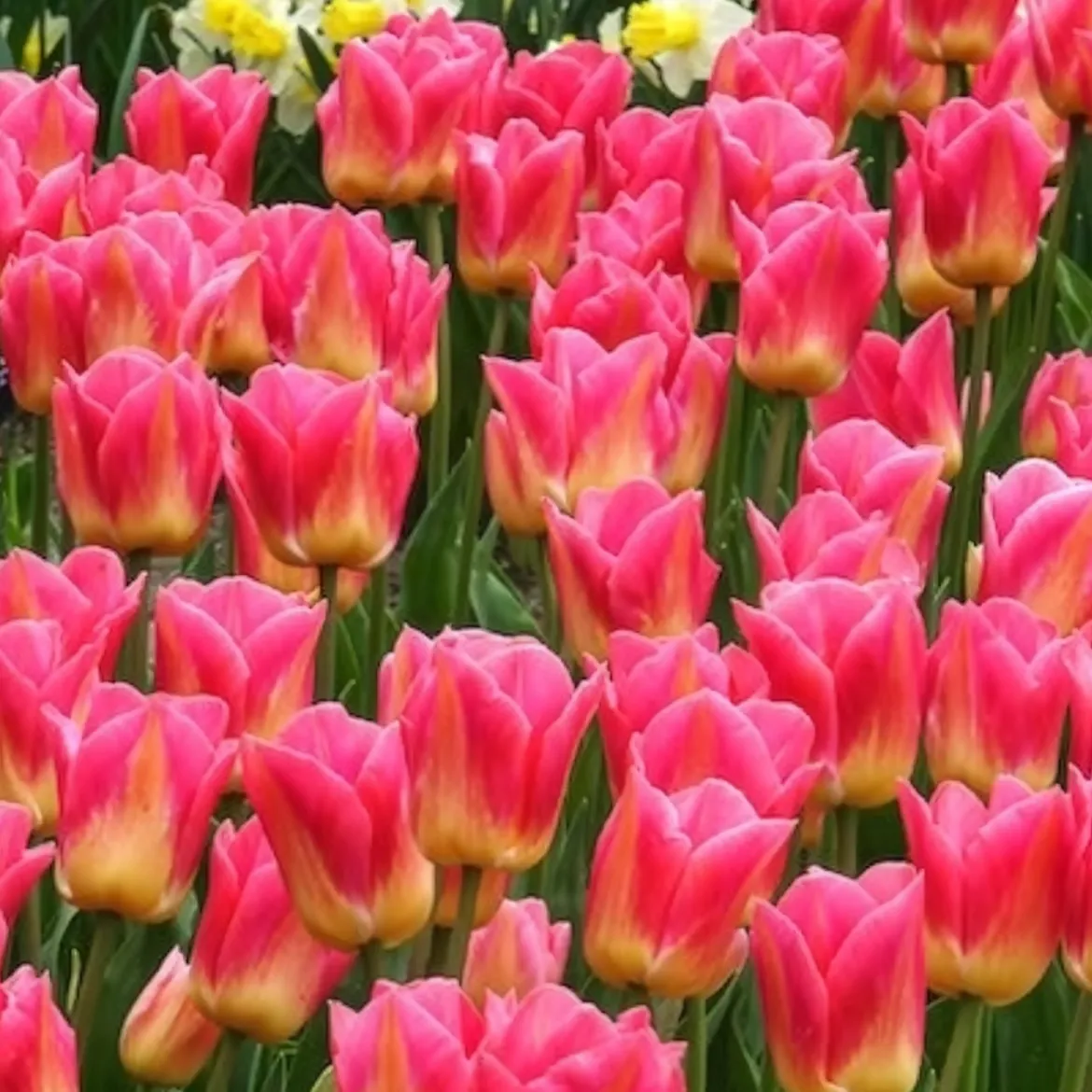 7 Tulipes Triomphe Tom Pouce - Un rose parfumé au jardin