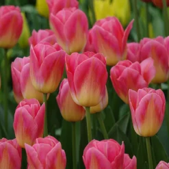 7 Tulipes Triomphe Tom Pouce - Un rose parfumé au jardin