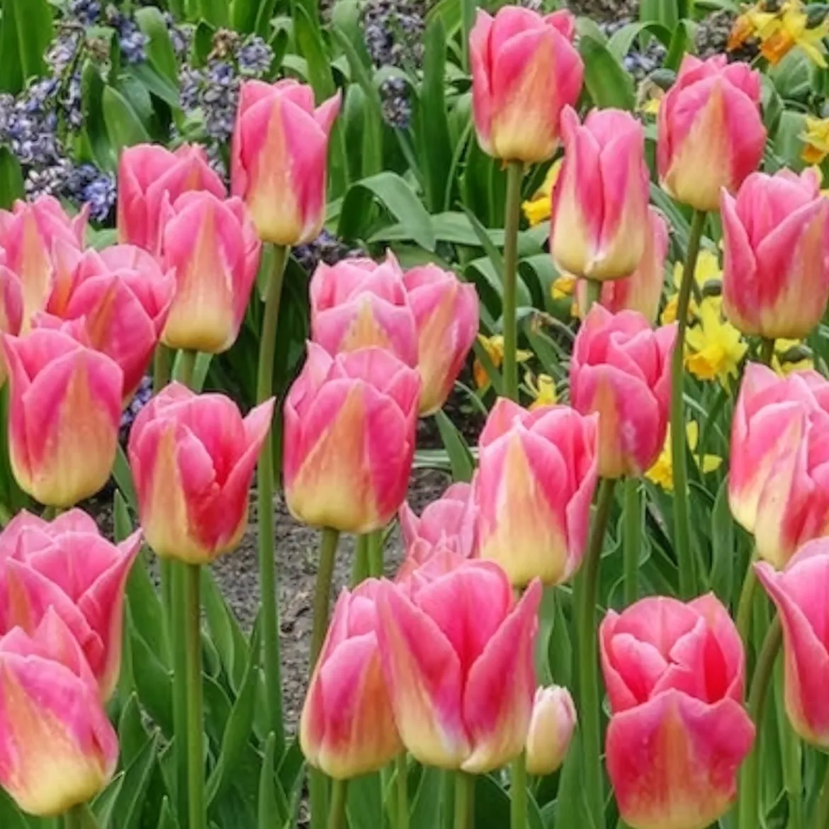 7 Tulipes Triomphe Tom Pouce - Un rose parfumé au jardin