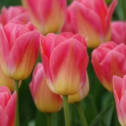 7 Tulipes Triomphe Tom Pouce - Un rose parfumé au jardin