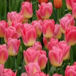 7 Tulipes Triomphe Tom Pouce - Un rose parfumé au jardin