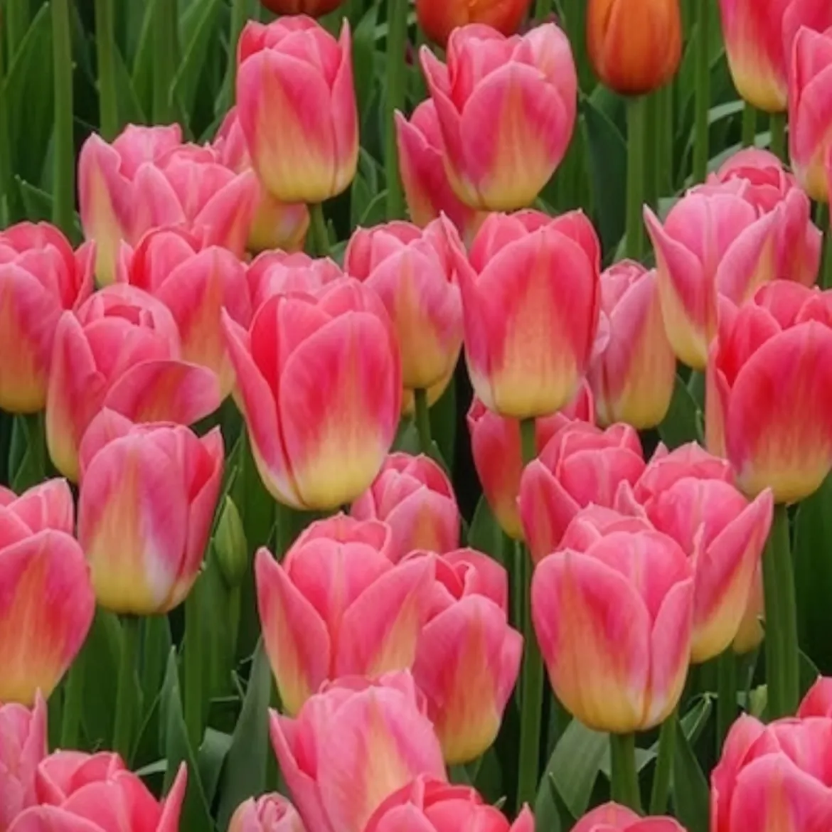 7 Tulipes Triomphe Tom Pouce - Un rose parfumé au jardin