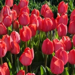 10 Tulipes Van Eijk - Un rose éclatant au jardin