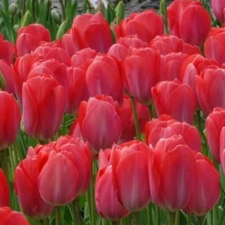 10 Tulipes Van Eijk - Un rose éclatant au jardin