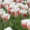 7 Tulipes Viridiflora Flaming spring green - Le vert qui change tout