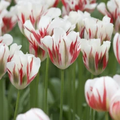 7 Tulipes Viridiflora Flaming spring green - Le vert qui change tout