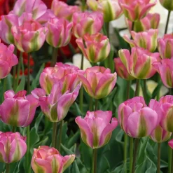 7 Tulipes Viridiflora Groenland - La tulipe bicolore rose et vert