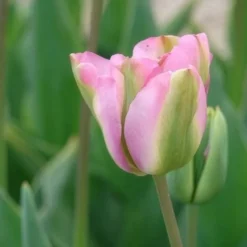 7 Tulipes Viridiflora Groenland - La tulipe bicolore rose et vert