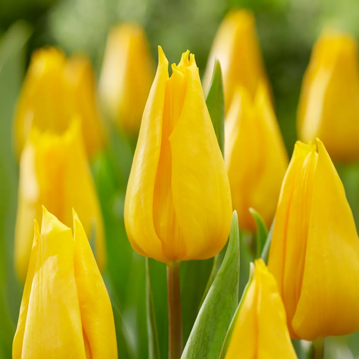 Tulipe triomphe Yokohama - Un jaune qui illumine tout
