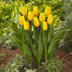 Tulipe triomphe Yokohama - Un jaune qui illumine tout