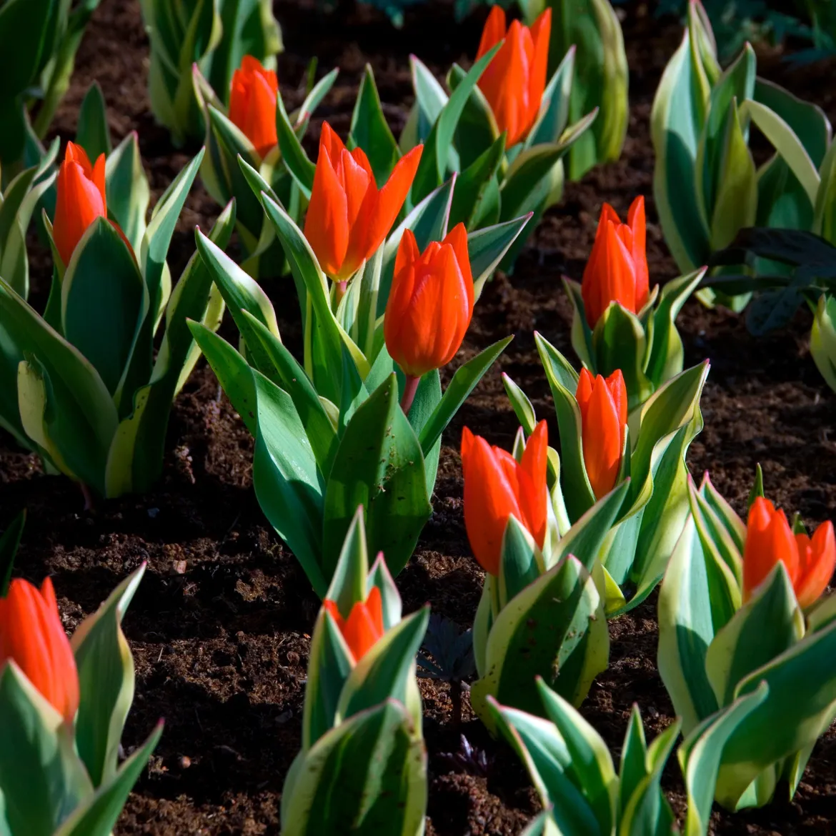 Tulipe Unicum - Le feuillage panaché en plus