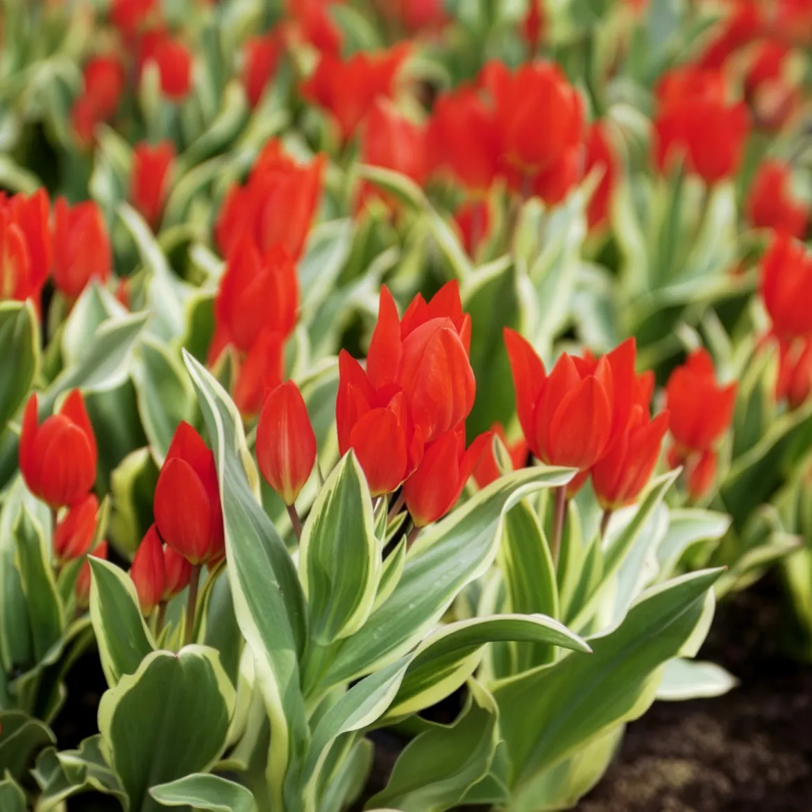 Tulipe Unicum - Le feuillage panaché en plus