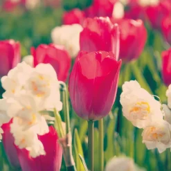 Tulipe Van Eijk & Narcisse Bridal Crown - Un printemps prêt en 2 gestes