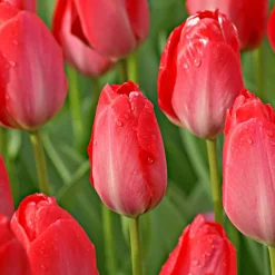 Tulipe Van Eijk & Narcisse Bridal Crown - Un printemps prêt en 2 gestes