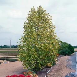 Tulipier de Virginie panaché - Un feuillage doré unique