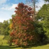Tupélo noir - Nyssa sylvatica - L'automne le plus flamboyant