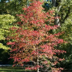 Tupélo noir - Nyssa sylvatica - L'automne le plus flamboyant
