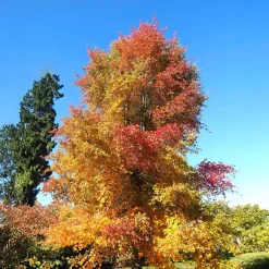 Tupélo noir - Nyssa sylvatica - L'automne le plus flamboyant