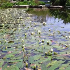 Vanille d'eau - Un bassin qui sent bon