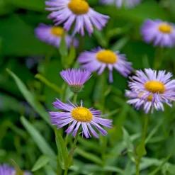 Vergerette Azure Beauty - Erigeron - Un nuage bleu tout l'été
