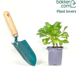 Vergerette à feuilles glauques - La vivace du bord de mer