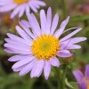 Vergerette Lavender Lady - Erigeron - Fleurit sans effort tout l'été