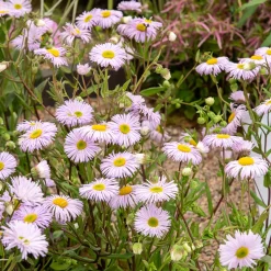 Vergerette Quakeress - Erigeron - Fleurit tout l'été sans effort