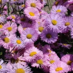 Vergerette Rosa Jewel - Erigeron - Fleurs roses tout l'été