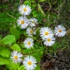 Vergerette Sommerneuschnee - Erigeron - Un nuage blanc tout l'été