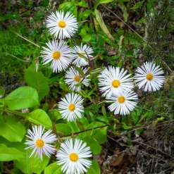 Vergerette Sommerneuschnee - Erigeron - Un nuage blanc tout l'été
