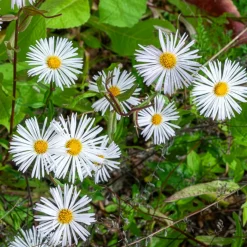 Vergerette Sommerneuschnee - Erigeron - Un nuage blanc tout l'été