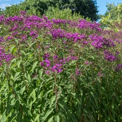 Vernonie - Le violet qui dure jusqu'en automne