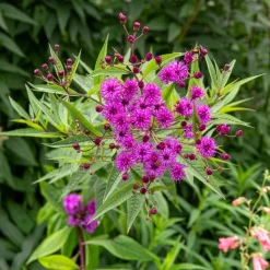 Vernonie - Le violet qui dure jusqu'en automne