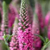 Veronique en épis Bubblegum Candles ® - Des épis roses tout l'été