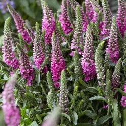 Veronique en épis Bubblegum Candles ® - Des épis roses tout l'été