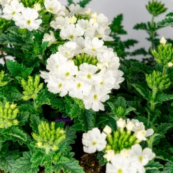 Verveine Blanche - Cascade blanche tout l'été