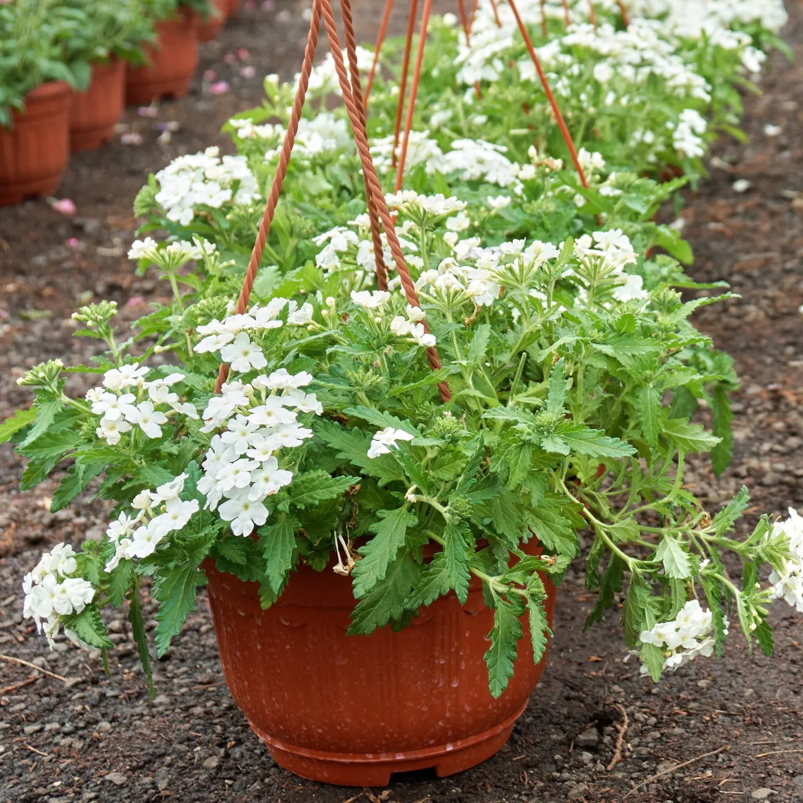 Verveine Blanche - Cascade blanche tout l'été