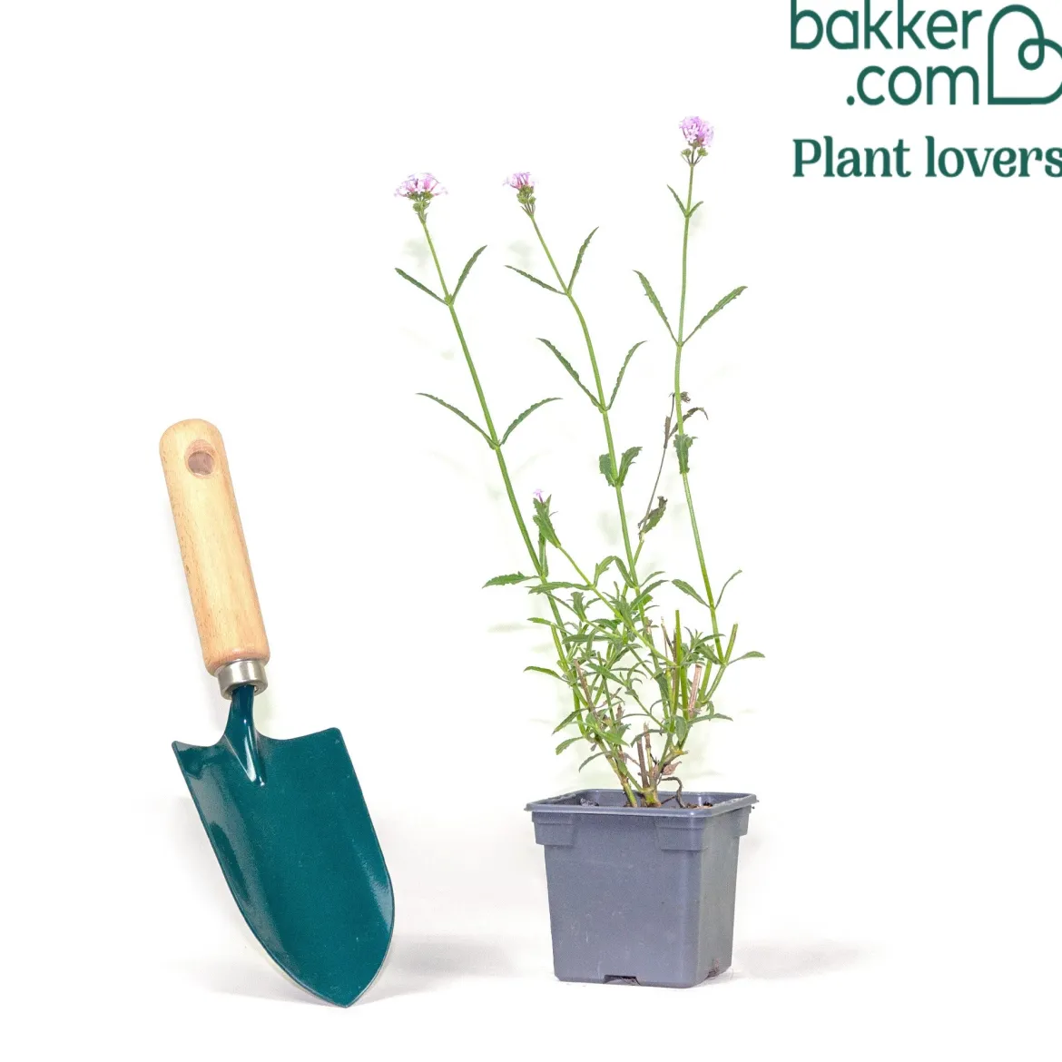 Verveine bonariensis Royal Dreams ® - Un nuage violet chez vous