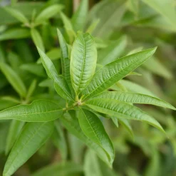 Verveine citronnelle - Le vrai goût citron au jardin