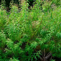 Verveine citronnelle - Le vrai goût citron au jardin