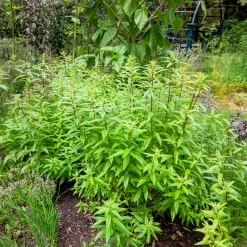 Verveine citronnelle - Le vrai goût citron au jardin