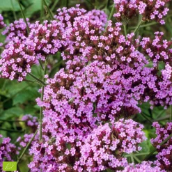 Verveine de Buenos Aires 'Lollipop' - Un nuage violet dès juin