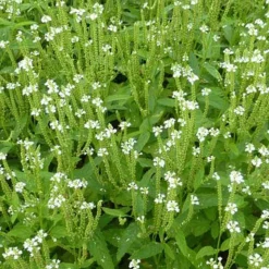 Verveine hastée Alba - Des épis blancs qui montent haut